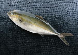 豊橋の焼肉食べ放題といったら義城苑です