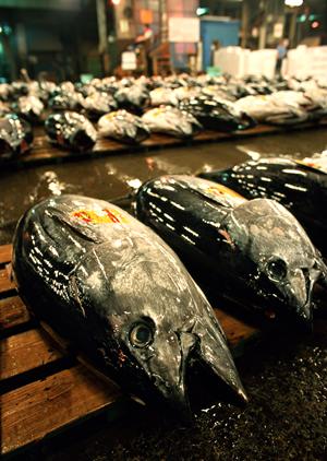 有機JASマーク付き有機野菜の通販店