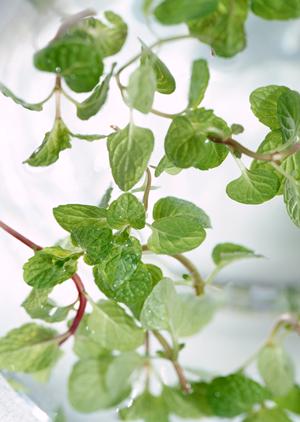 食器OEMの利用メリットについて