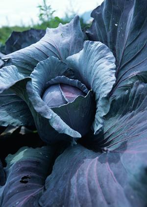 【公式】大阪のお好み焼 BOTEJYUグループの魅力と店舗情報